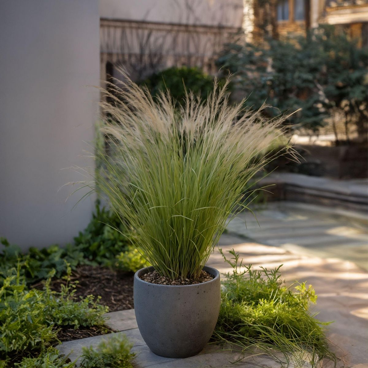 PLANT IN A BOX Herbe aux plumes - Set de 9 - Stipa tenuifolia 'Pony Tails' - H20-30cm - ⌀9cm