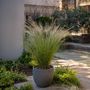 Voir la diapositive 4 : PLANT IN A BOX Herbe aux plumes - Set de 9 - Stipa tenuifolia 'Pony Tails' - H20-30cm - ⌀9cm