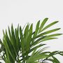 Voir la diapositive 3 : PLANT IN A BOX Petits Dypsis et Chamaedorea - Lot de 2 avec panier - Hauteur 25-40cm - ⌀12cm