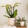 Voir la diapositive 4 : PLANT IN A BOX Coffret cadeau orchidée 'Marble S' - Phalaenopsis - Hauteur 30cm