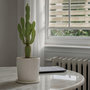 Voir la diapositive 4 : PLANT IN A BOX Euphorbe ingens - Set de 2 - Euphorbia ingens - Hauteur 50-60cm - ⌀17cm