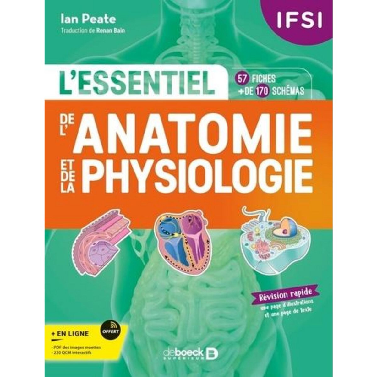 IFSI - L'ESSENTIEL DE L'ANATOMIE ET DE LA PHYSIOLOGIE. EDITION 2024, Peate Ian