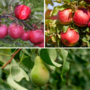 Voir la diapositive 3 : PLANT IN A BOX Colonnes de fruits - Set de 6 - Pomme, poire - Hauteur 60-70cm - ⌀9cm