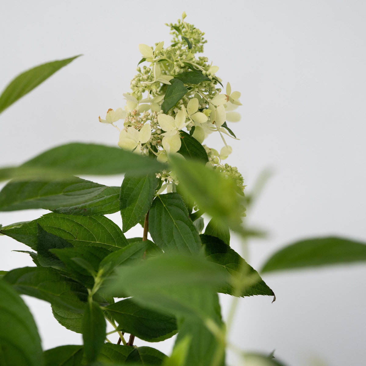 PLANT IN A BOX Hortensia - Set de 2 - Hydrangea paniculata 'Confetti' - Hauteur 25-40cm - ⌀19cm