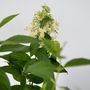 Voir la diapositive 3 : PLANT IN A BOX Hortensia - Set de 2 - Hydrangea paniculata 'Confetti' - Hauteur 25-40cm - ⌀19cm