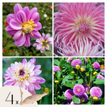 PLANT IN A BOX Dahlias - Set de 4 - Dahlia 'Pink Love' - Bulbes à fleurs - Rose