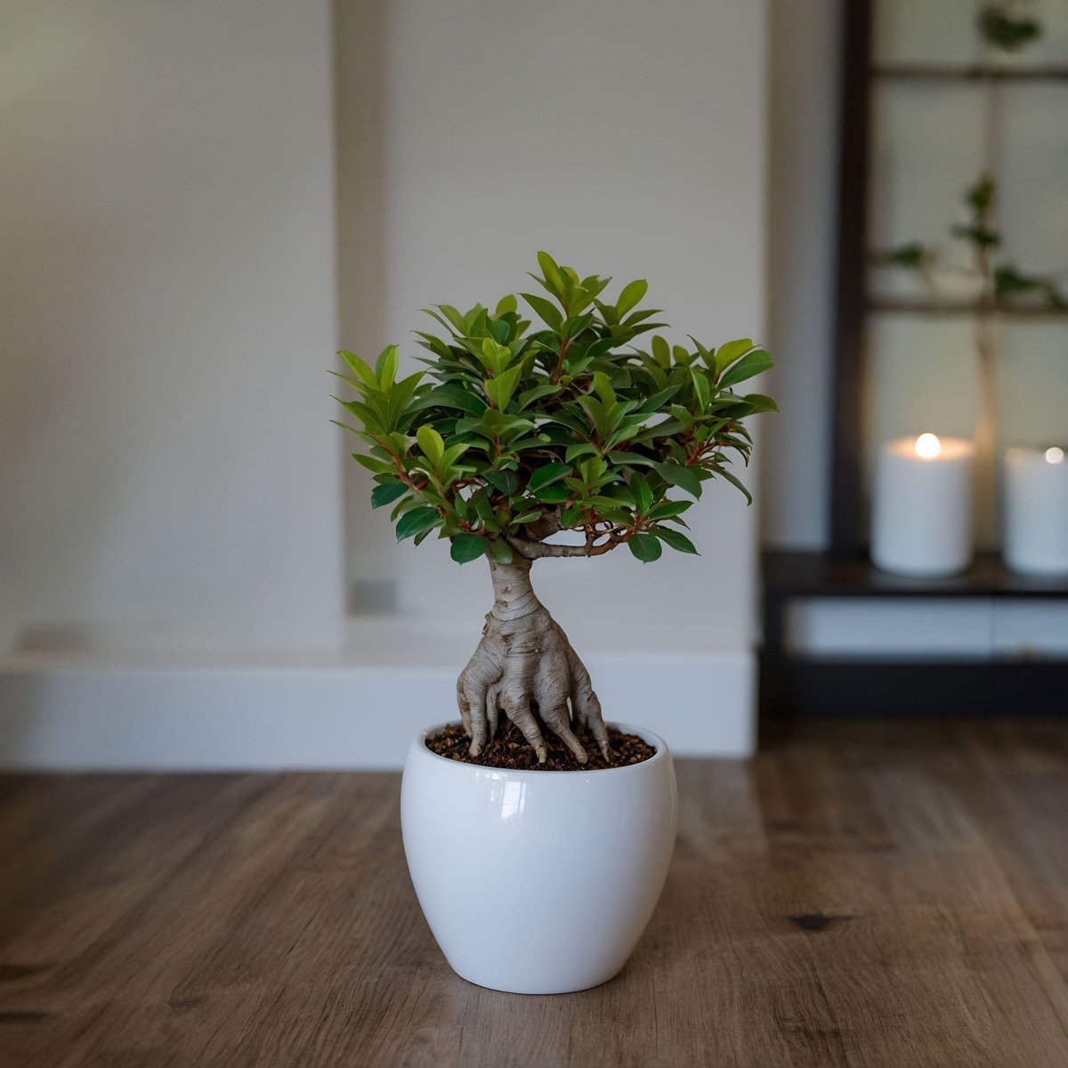 PLANT IN A BOX Bonsaï - Set de 2 - Ficus microcarpa - Hauteur 30-40cm - ⌀12cm