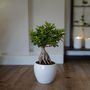 Voir la diapositive 5 : PLANT IN A BOX Bonsaï - Set de 2 - Ficus microcarpa - Hauteur 30-40cm - ⌀12cm