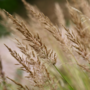 Voir la diapositive 3 : PLANT IN A BOX Calamagrostide - Set de 2 - Calamagrostis 'Karl Foerster' - H40-60cm - ⌀23cm