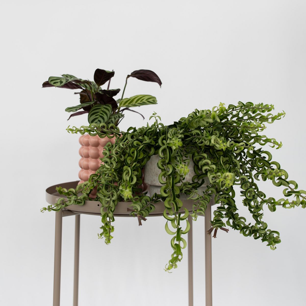 PLANT IN A BOX Plante rouge à lèvres - Set de 2 - Aeschynanthus pulcher - H20-30cm - ⌀15cm