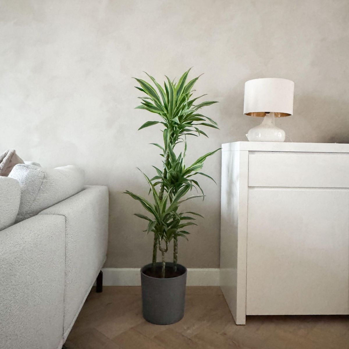 PLANT IN A BOX Dragonnier - Dracaena 'Lemon Lime' - Hauteur 130-140cm - ⌀24cm