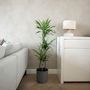 Voir la diapositive 5 : PLANT IN A BOX Dragonnier - Dracaena 'Lemon Lime' - Hauteur 130-140cm - ⌀24cm