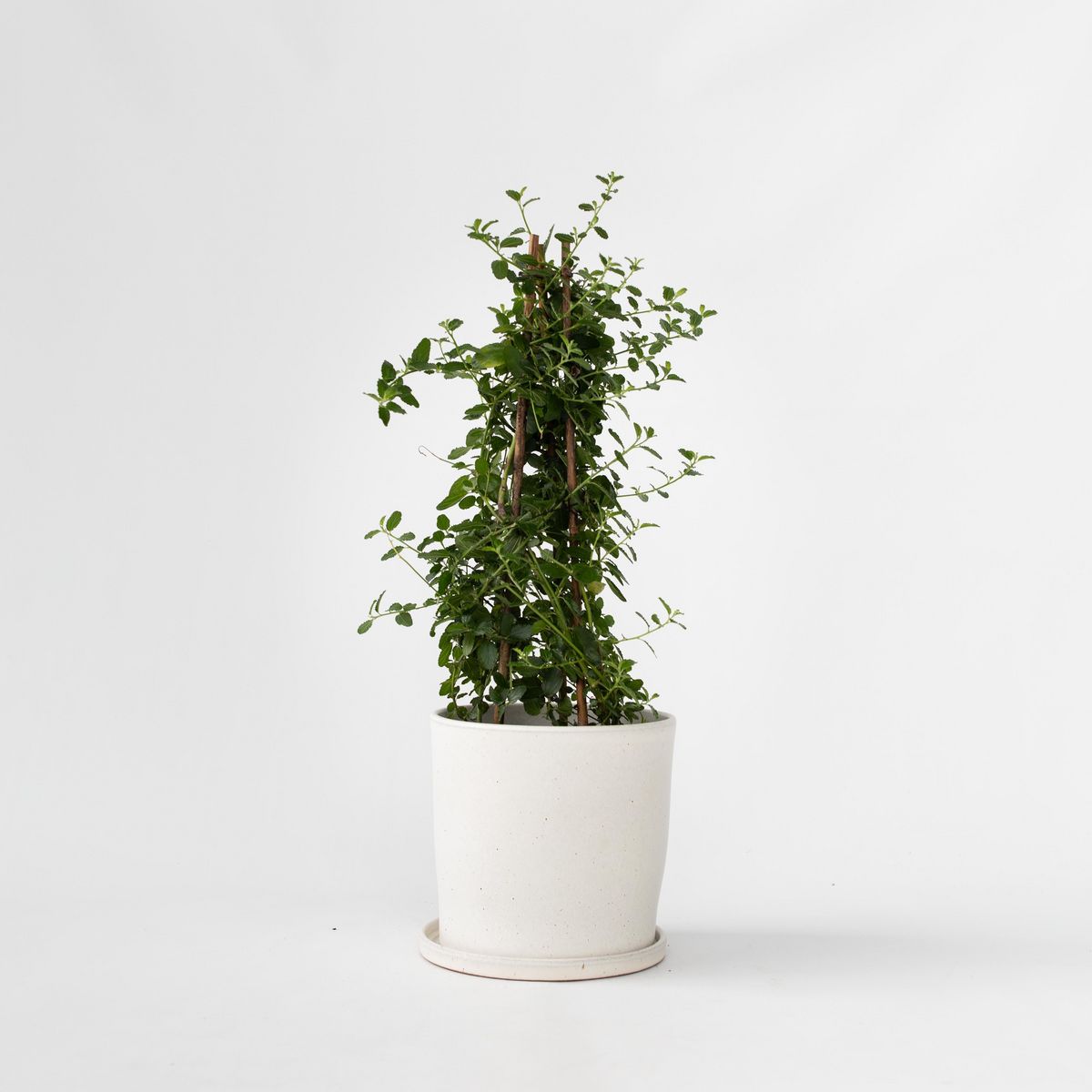 PLANT IN A BOX Lilas de Californie - Ceanothus thyrsiflorus Repens - Hauteur 60-70cm - ⌀17cm