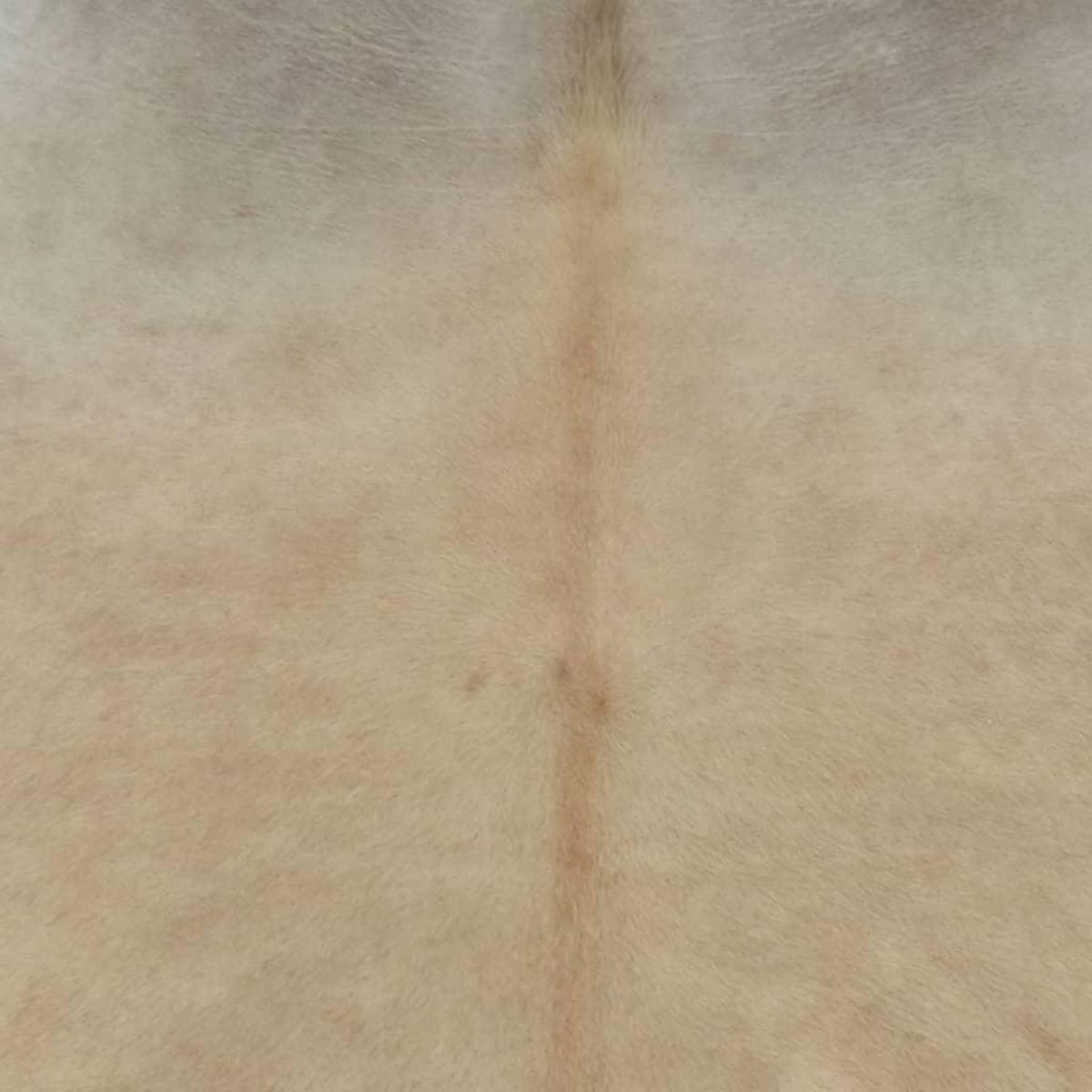 VIDAXL Tapis en peau de vache veritable 150 x 170 cm Beige