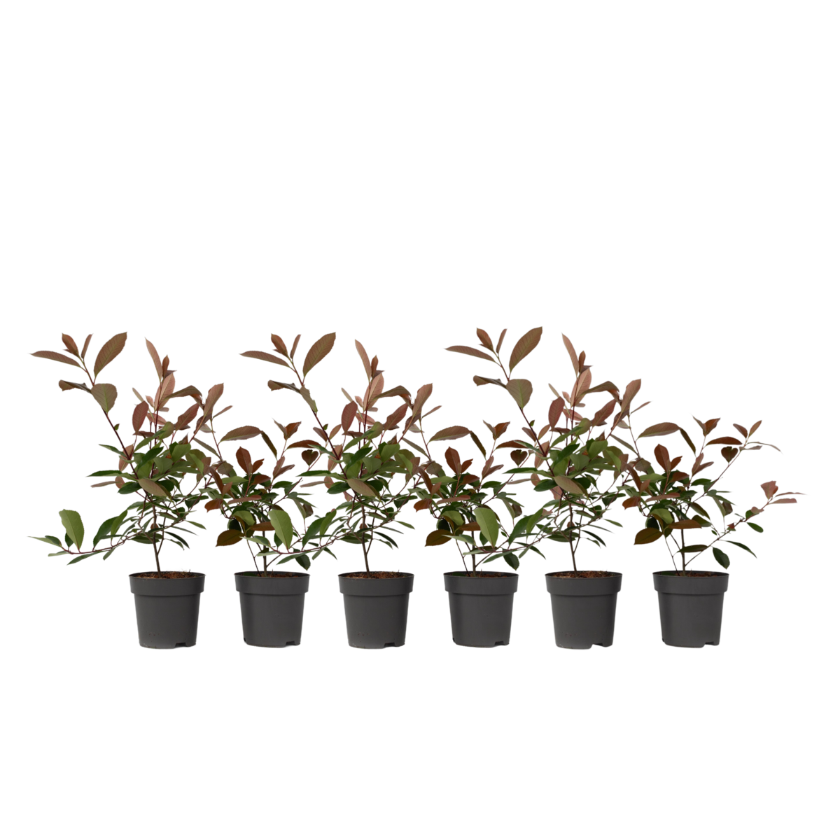 PLANT IN A BOX Feuille de noyer - Set de 6 - Photinia fraseri 'Red Robin' - H30-40cm - ⌀17cm