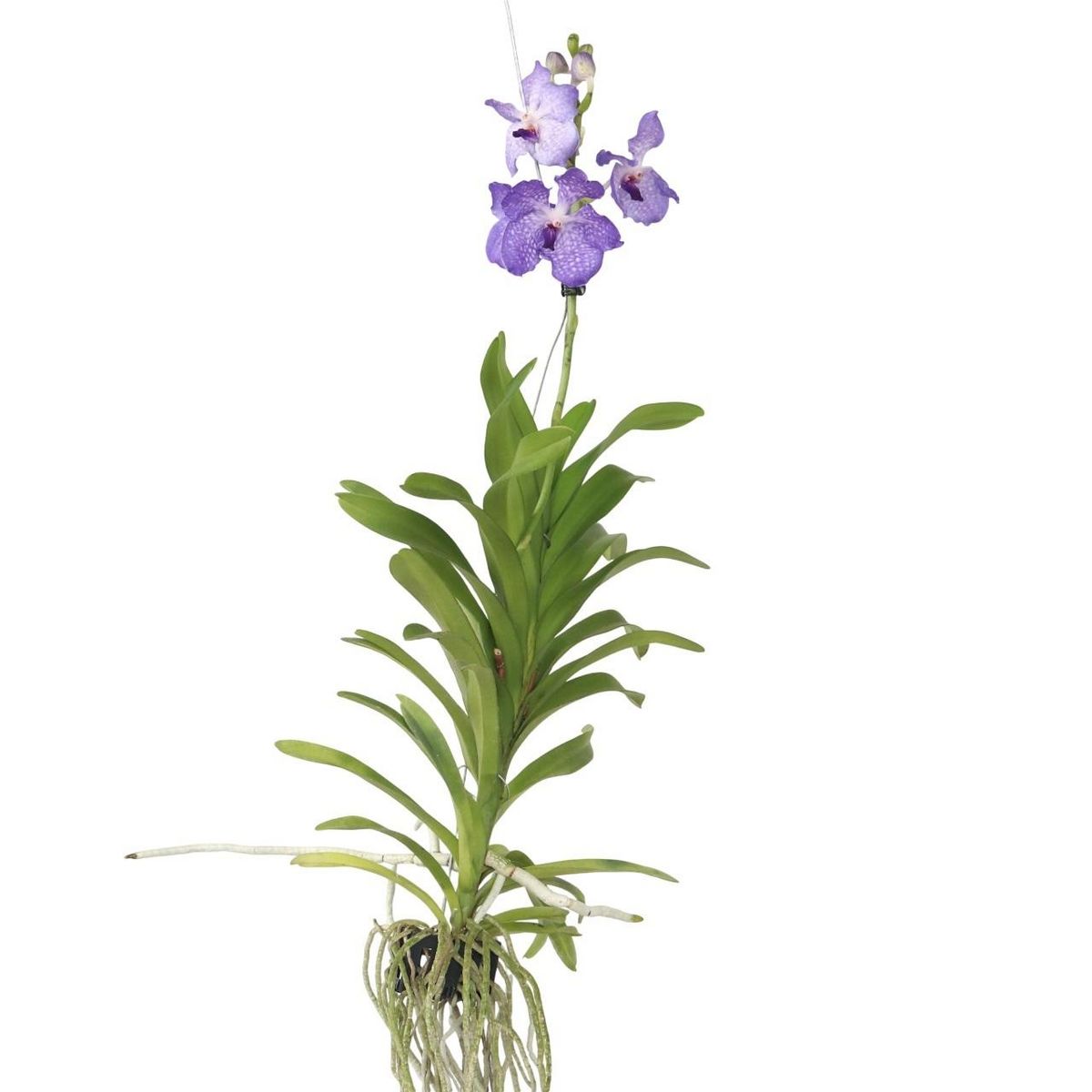 PLANT IN A BOX Orchidée - Vanda 'New Blue' - Hauteur 55-65cm
