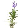 Voir la diapositive 1 : PLANT IN A BOX Orchidée - Vanda 'New Blue' - Hauteur 55-65cm