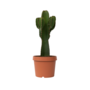 Voir la diapositive 1 : PLANT IN A BOX Euphorbe ingens - Euphorbia ingens - Hauteur 85-95cm - ⌀24cm