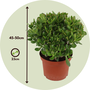 Voir la diapositive 2 : PLANT IN A BOX Arbre de jade - Crassula ovata 'Minor' - Hauteur 45-50cm - ⌀23cm