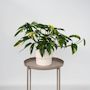 Voir la diapositive 4 : PLANT IN A BOX Epipremnum 'Goldfinger' - Epipremnum pinnatum Pothos - Hauteur 25-35cm - ø17cm
