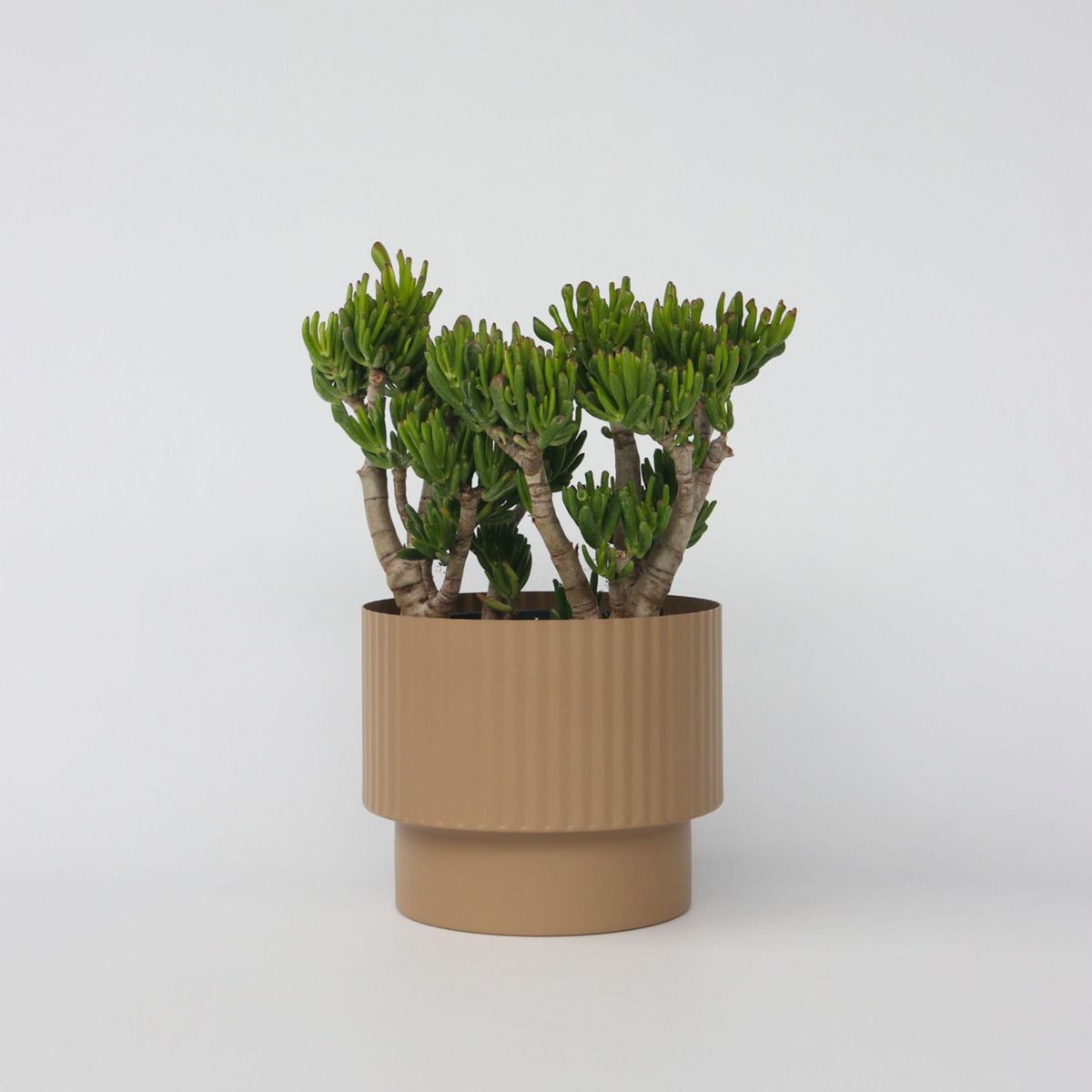 PLANT IN A BOX Arbre de jade - Crassula ovata 'Hobbit' - Hauteur 55-60cm - ⌀30cm
