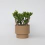 Voir la diapositive 5 : PLANT IN A BOX Arbre de jade - Crassula ovata 'Hobbit' - Hauteur 55-60cm - ⌀30cm