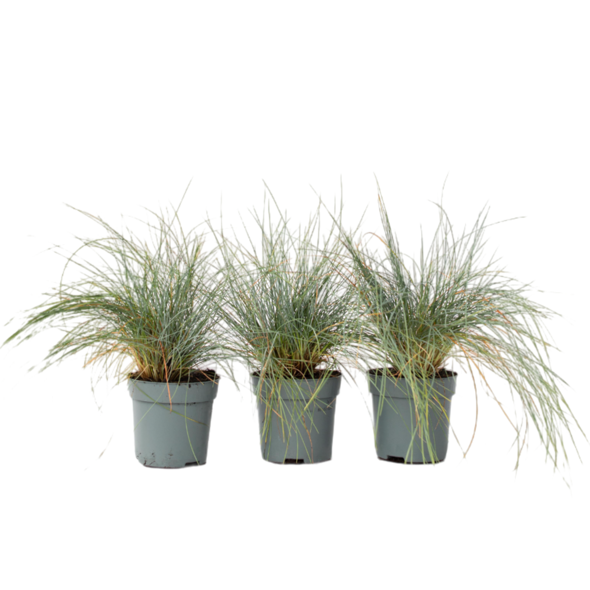 PLANT IN A BOX Fétuque - Set de 3 - Festuca glauca 'Elijah Blue' - Hauteur 10-15cm - ⌀9cm