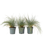 PLANT IN A BOX Fétuque - Set de 3 - Festuca glauca 'Elijah Blue' - Hauteur 10-15cm - ⌀9cm