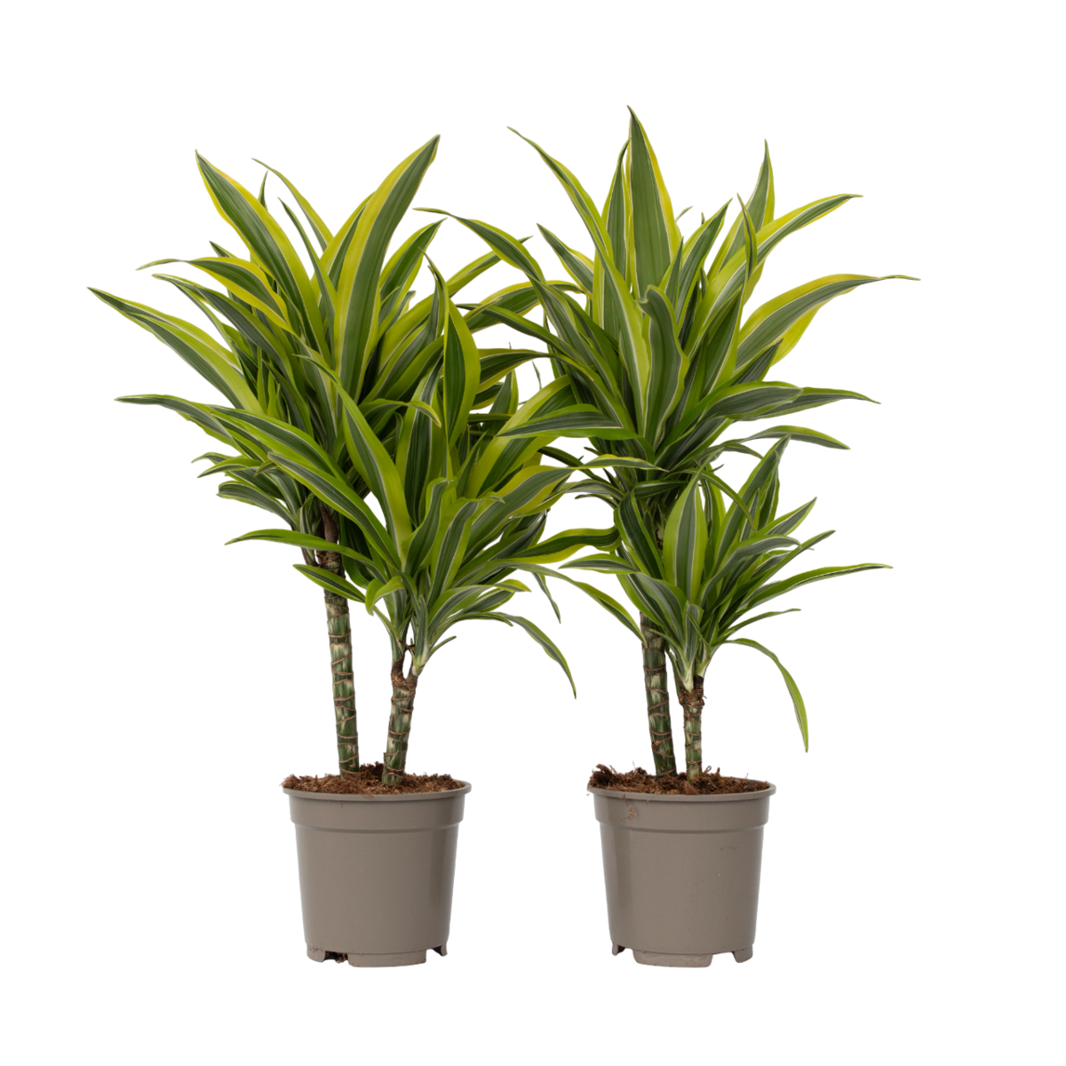 PLANT IN A BOX Dragonnier - Set de 2 - Dracaena deremensis 'Lemon Lime' - H60-70cm - ⌀17cm