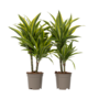 Voir la diapositive 1 : PLANT IN A BOX Dragonnier - Set de 2 - Dracaena deremensis 'Lemon Lime' - H60-70cm - ⌀17cm