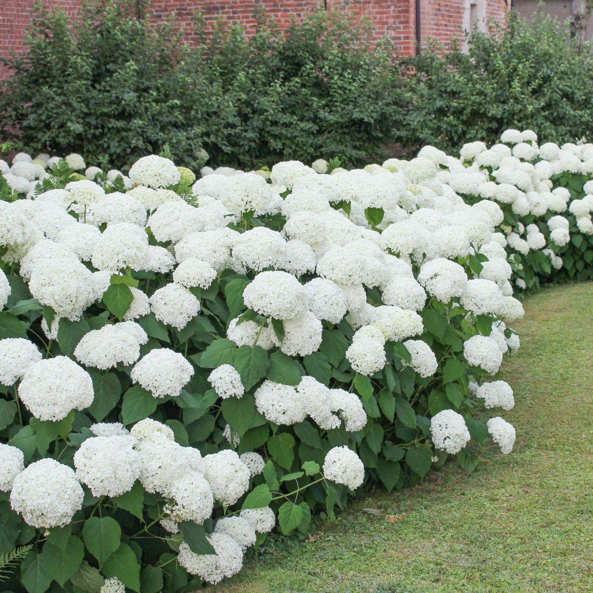 PLANT IN A BOX Hortensia - Set de 6 - Hydrangea macrophylla 'Wudu' - Hauteur 25-40cm - ⌀9cm