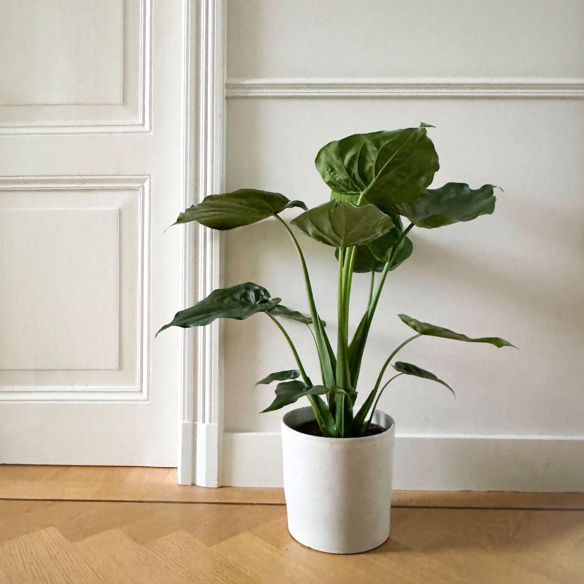 PLANT IN A BOX Plante éléphant - Alocasia 'Cucullata' - Hauteur 70-80cm - ⌀19cm