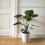 Voir la diapositive 4 : PLANT IN A BOX Plante éléphant - Alocasia 'Cucullata' - Hauteur 70-80cm - ⌀19cm