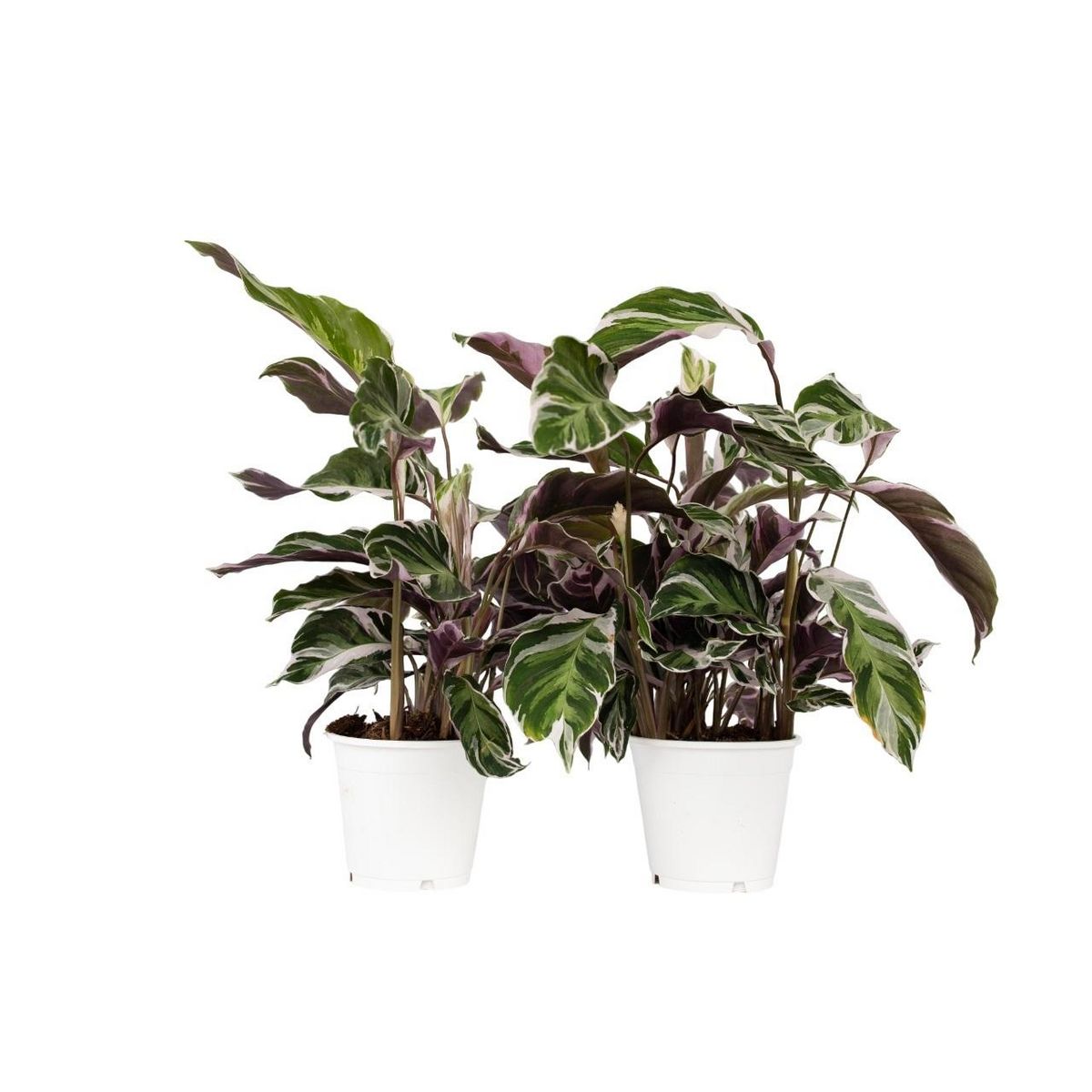 PLANT IN A BOX Calathée - Set de 2 - Calathea Lietzei 'White Fusion' - Hauteur 30-40cm - ⌀14cm