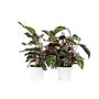 Voir la diapositive 1 : PLANT IN A BOX Calathée - Set de 2 - Calathea Lietzei 'White Fusion' - Hauteur 30-40cm - ⌀14cm