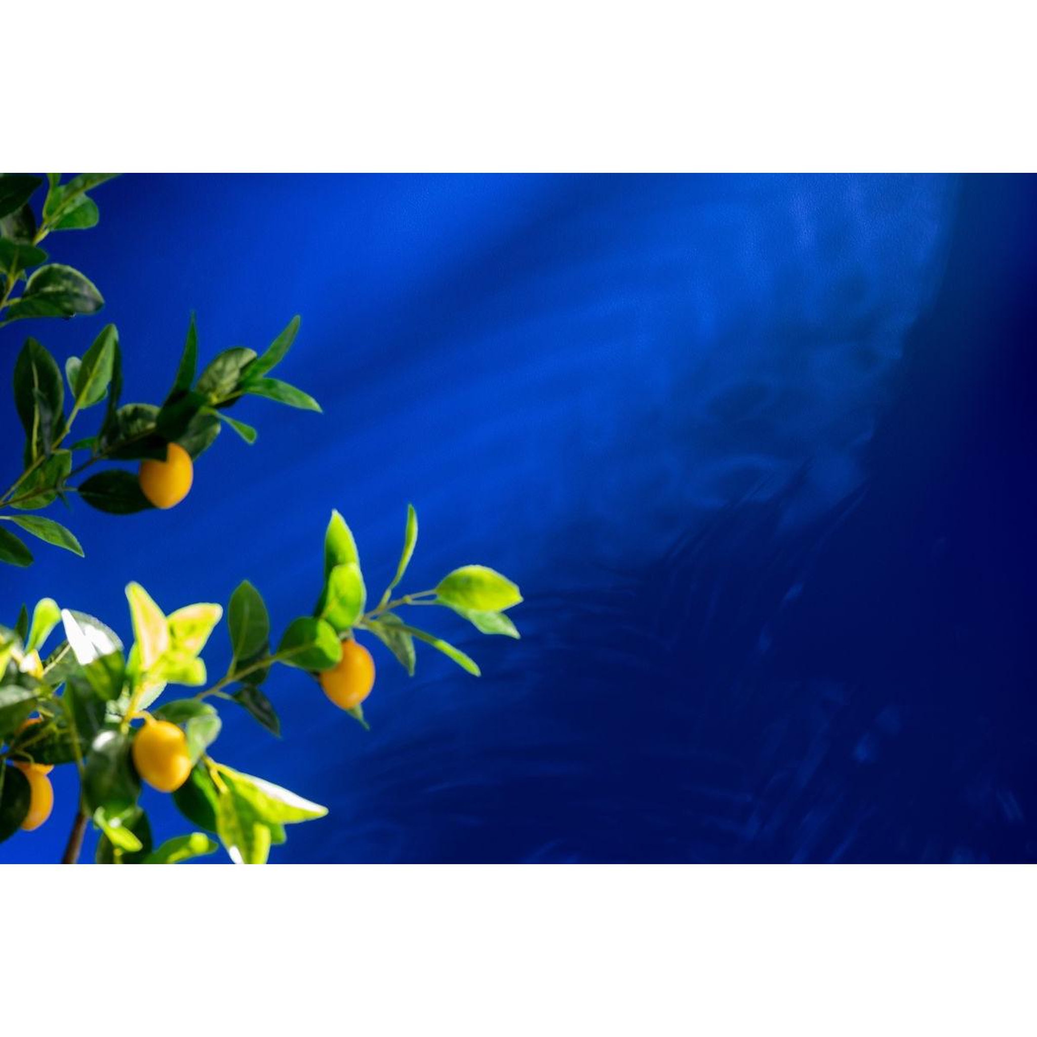 Voir la diapositive 4 : J-LINE Plante Artificielle en Pot  Citronnier  130cm Vert