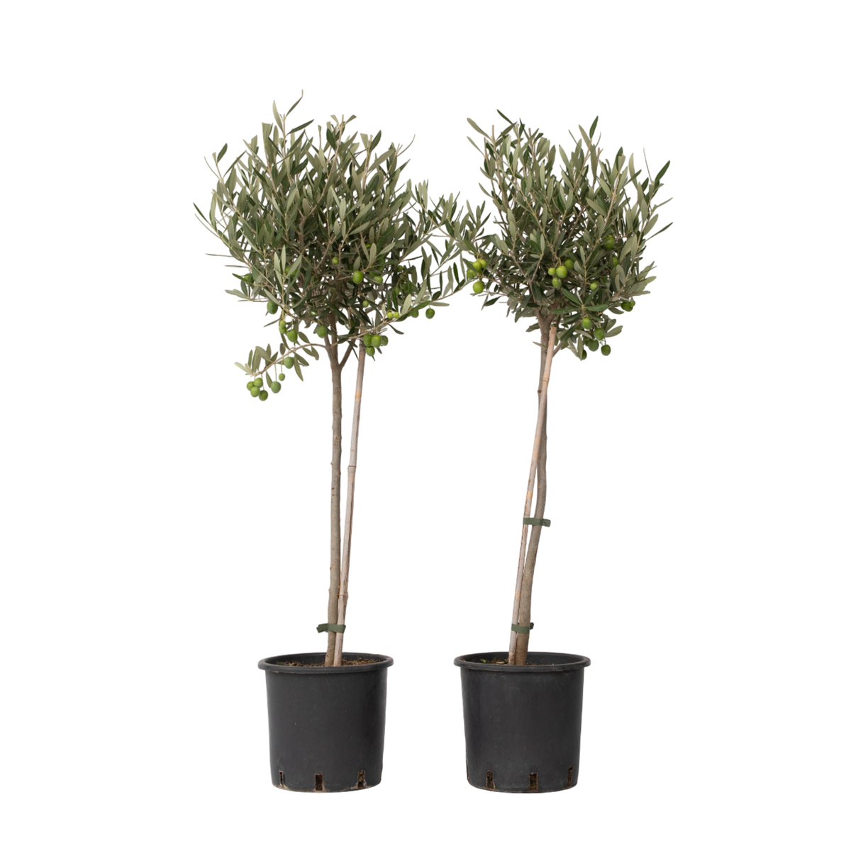 PLANT IN A BOX Olivier - Set de 2 - Olea europaea - Hauteur 80-90cm - ⌀19cm