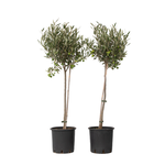 PLANT IN A BOX Olivier - Set de 2 - Olea europaea - Hauteur 80-90cm - ⌀19cm