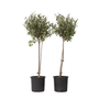 Voir la diapositive 1 : PLANT IN A BOX Olivier - Set de 2 - Olea europaea - Hauteur 80-90cm - ⌀19cm