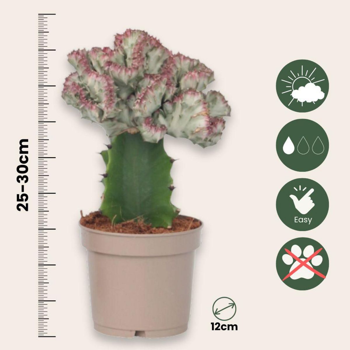 PLANT IN A BOX Mélange d'euphorbes - Set de 2 - Euphorbia 'Lactea' - Hauteur 25-30cm - ⌀12cm
