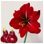 Voir la diapositive 6 : PLANT IN A BOX Amaryllis - Hippeastrum 'Wax Bordeaux' - Bulbe de fleur - Rouge