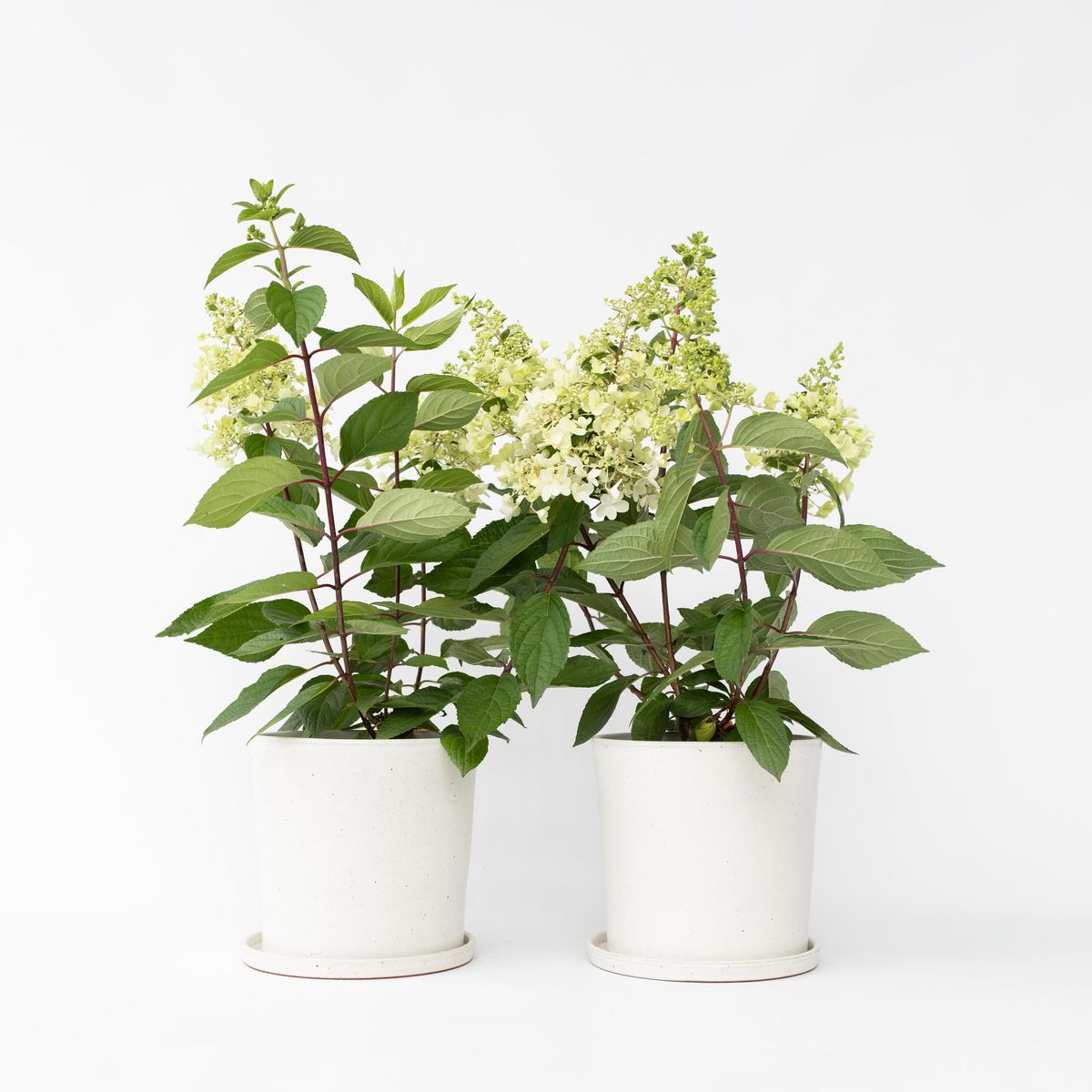 PLANT IN A BOX Hortensia - Set de 2 - Hydrangea paniculata 'Candlelight' - H25-40cm - ⌀19cm