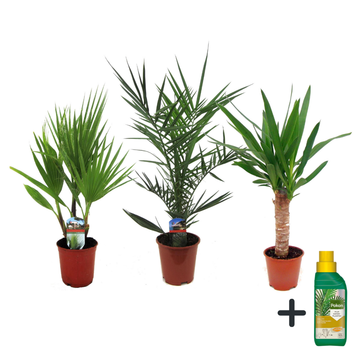 PLANT IN A BOX Mélange de Palmiers d'intérieur - Set de 3 - Pokon - Hauteur 50-70cm - ⌀14cm