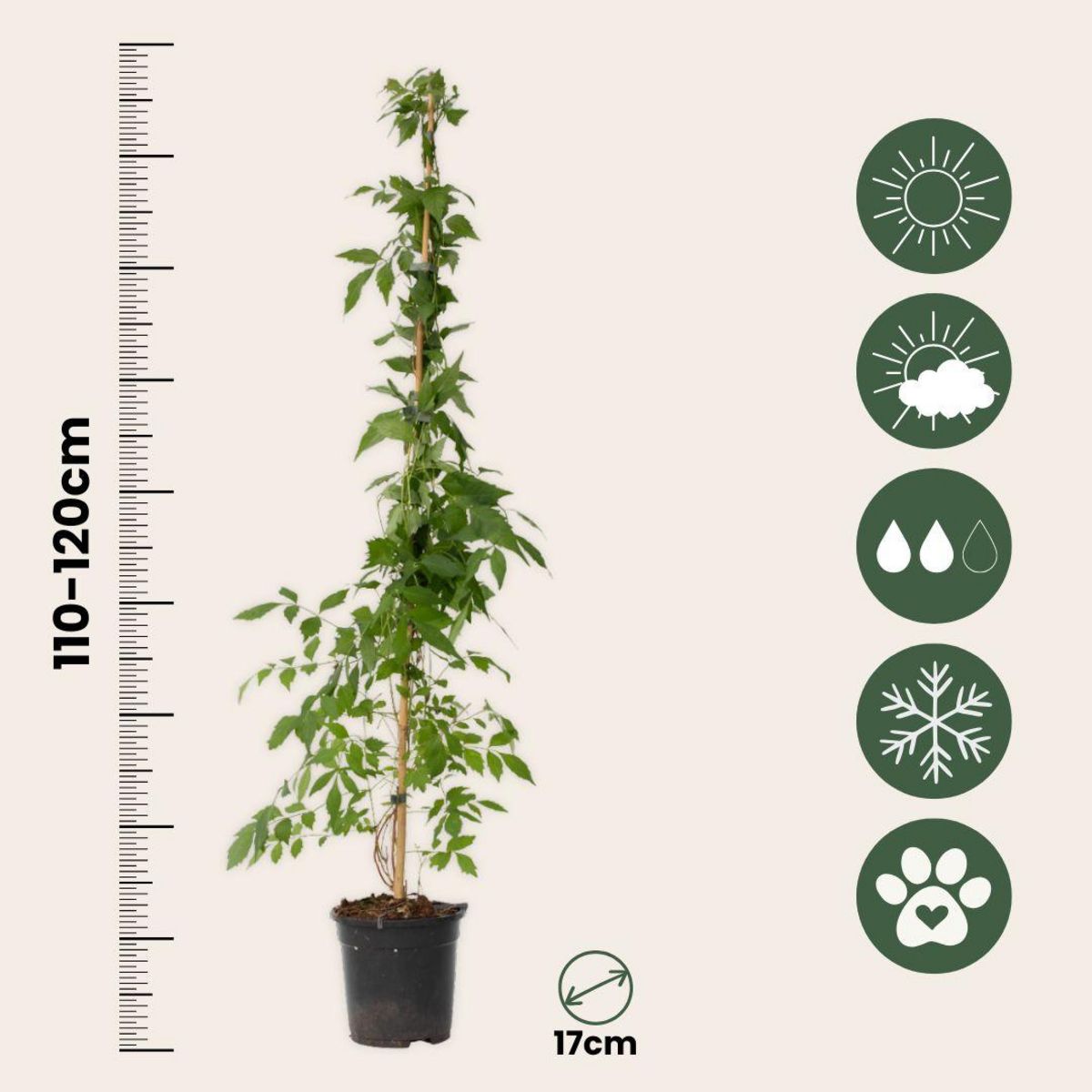 PLANT IN A BOX Bignone à trompettes - Set de 2 - Campis radicans 'Flava' - H110-120cm - ⌀17cm