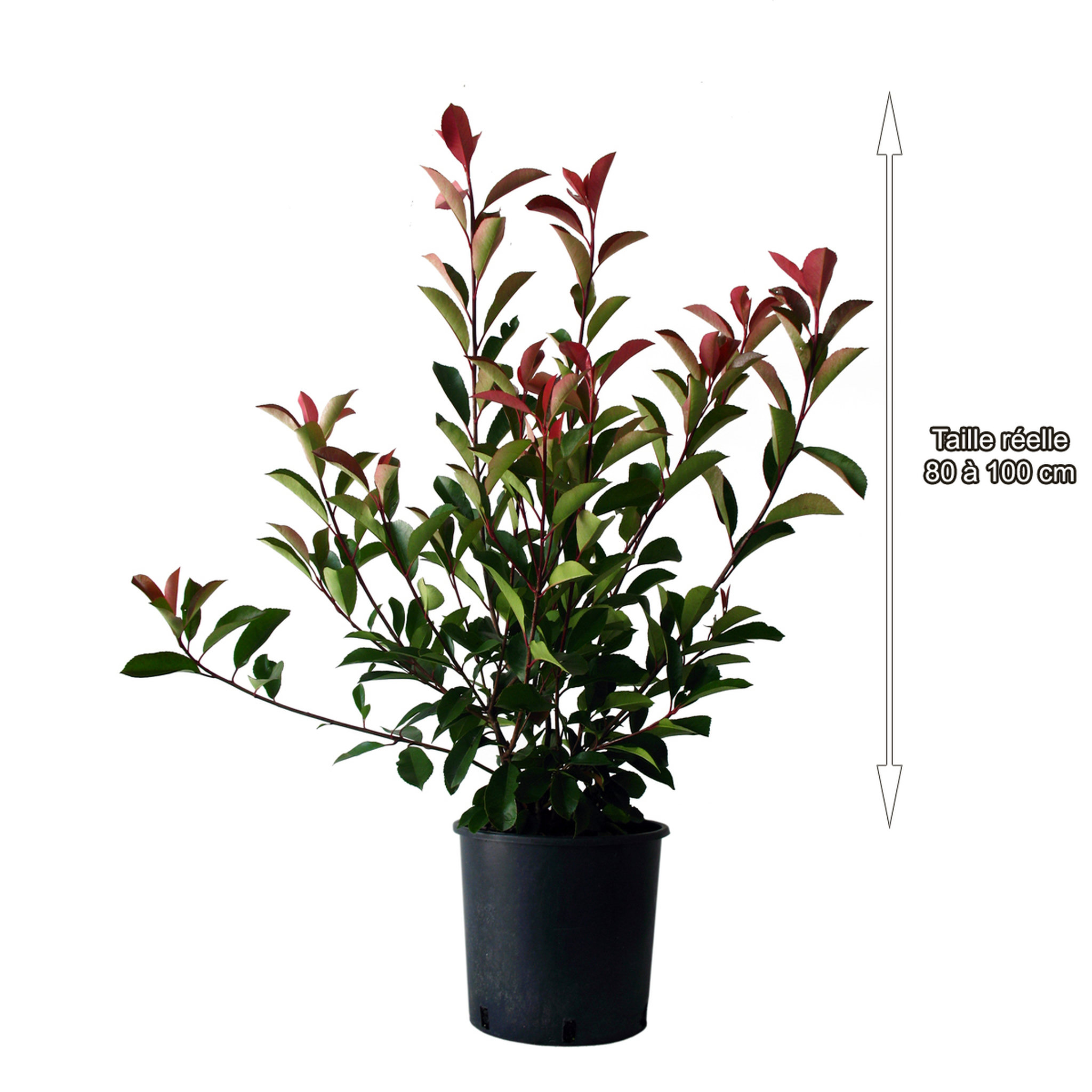 Voir la diapositive 1 : Lot de 10 Photinia Fraseri Red Robin - C10L - H80-100cm