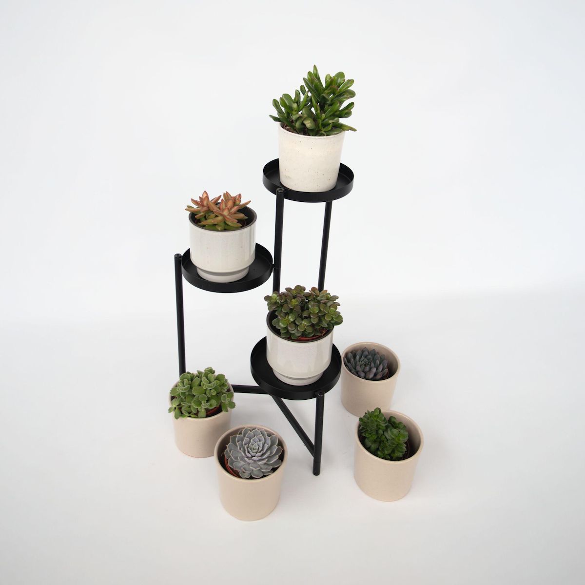 PLANT IN A BOX Mélange de succulentes - Set de 6 - Succulent Mix - H15-20cm - ⌀10,5cm