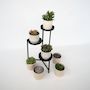 Voir la diapositive 4 : PLANT IN A BOX Mélange de succulentes - Set de 6 - Succulent Mix - H15-20cm - ⌀10,5cm