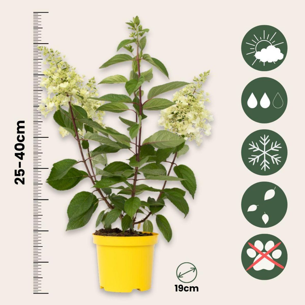 PLANT IN A BOX Hortensia - Hydrangea paniculata 'Candlelight' - Hauteur 25-40cm - ⌀19cm