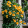 Voir la diapositive 4 : PLANT IN A BOX Bignone à trompettes - Campis radicans 'Flava' - Hauteur 110-120cm - ⌀17cm
