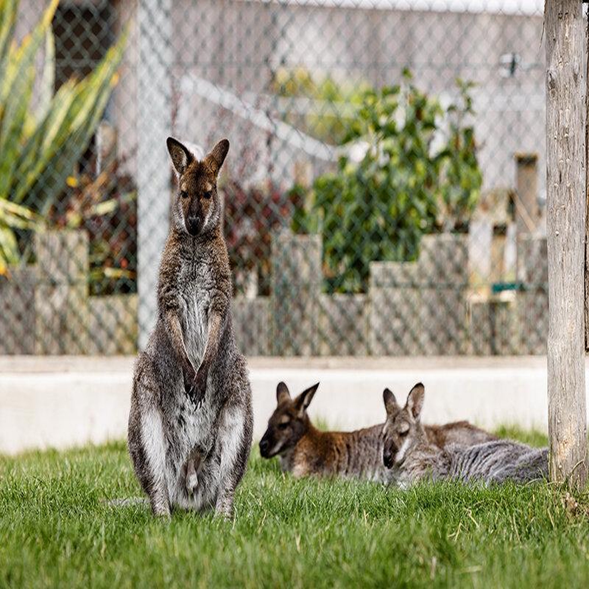 Voir la diapositive 5 : Smartbox Tanière zoo refuge : immersion avec les herbivores pour 1 personne - coffret cadeau multi-thèmes